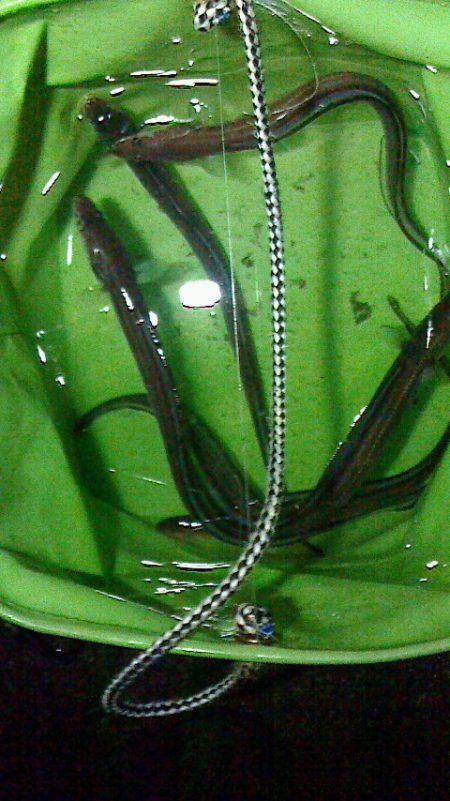 雨の中アナゴ釣り