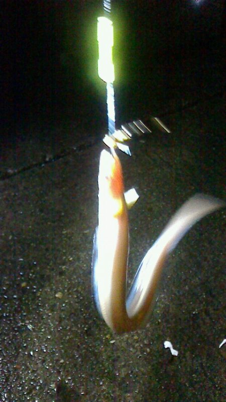 少しずつ太くなってる