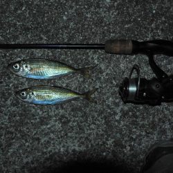 やっぱりガシラよりアジ！