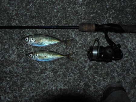 やっぱりガシラよりアジ！