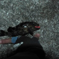 メバルいるんだけどなぁ～