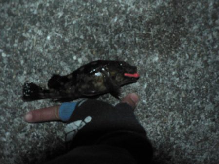 メバルいるんだけどなぁ～