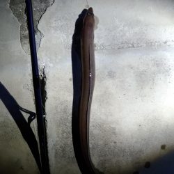 仕事終わりの夜釣り