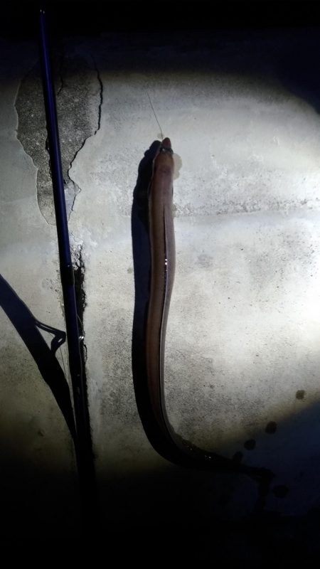 仕事終わりの夜釣り