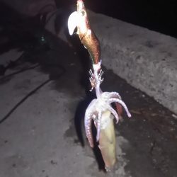 ヒイカリベンジ