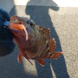 釣り納めライトゲーム