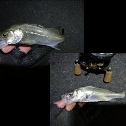 南港カモメ大橋ヘチ釣行 （ガシラ好釣果、小シーバス　釣果有り）