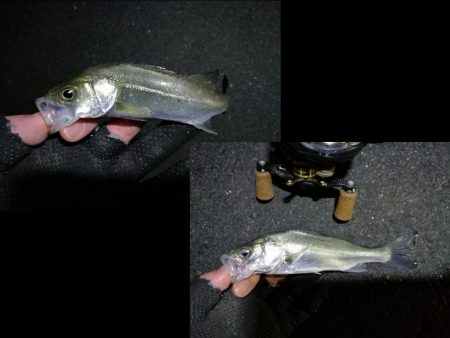 南港カモメ大橋ヘチ釣行 （ガシラ好釣果、小シーバス　釣果有り）