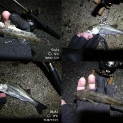 南港カモメ大橋ヘチ釣行 （霧雨降るかもめで ガシラ、ハゼ、シーバス　釣果有り）