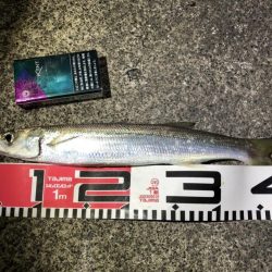 5目釣りクロダイ、キビレ、カマス、アナゴ