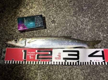 5目釣りクロダイ、キビレ、カマス、アナゴ