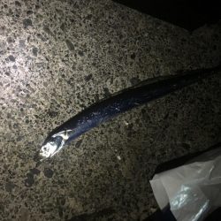 ライトゲームで太刀魚リリースサイズ、カサゴは２０㎝ほど