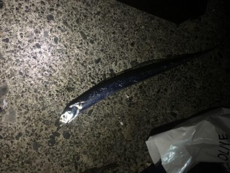 ライトゲームで太刀魚リリースサイズ、カサゴは２０㎝ほど