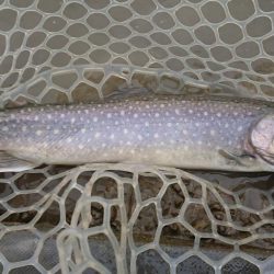 アクアヘヴン大イワナ捕獲成功♪