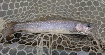 アクアヘヴン大イワナ捕獲成功♪