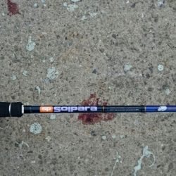 南港 最湾奥のタチウオ調査