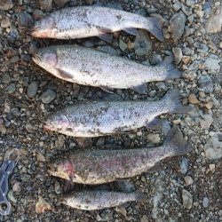 12月中旬の芥川エリアトラウトエントリー