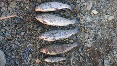 12月中旬の芥川エリアトラウトエントリー