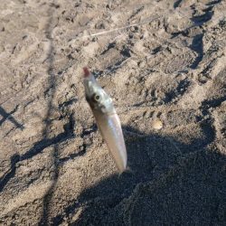 まだまだキスいます