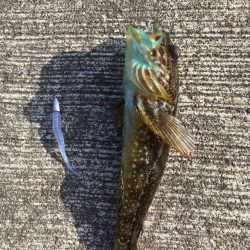 冬の釣り。”メバリング”