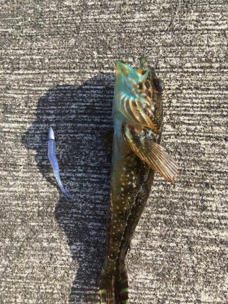 冬の釣り。”メバリング”