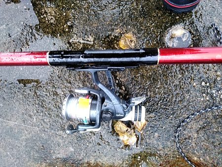 アオリイカ2杯あがりました!!