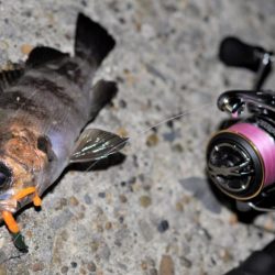 富浦新港にてメバル釣り
