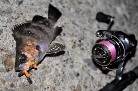 富浦新港にてメバル釣り
