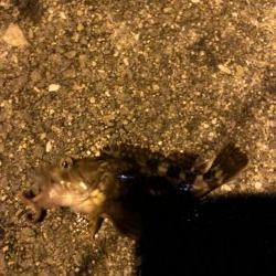 堤防からマイクロテンヤ