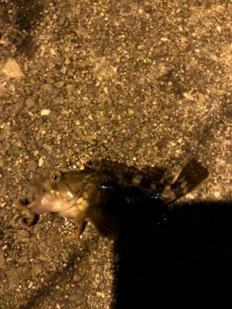 堤防からマイクロテンヤ