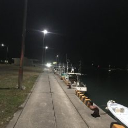 良型のカマスは一体何処に