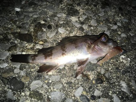 チビメバルちゃんばかり