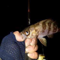 メバリング調査