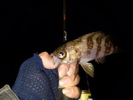 メバリング調査