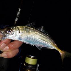 メバリング調査