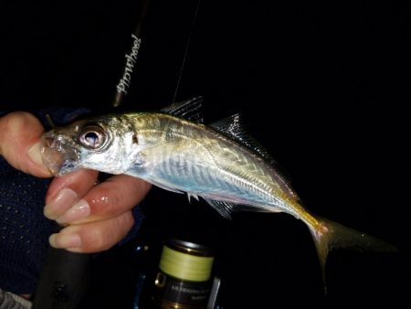 メバリング調査