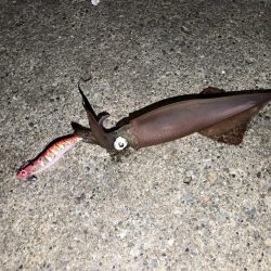 アオリイカ キロアップ