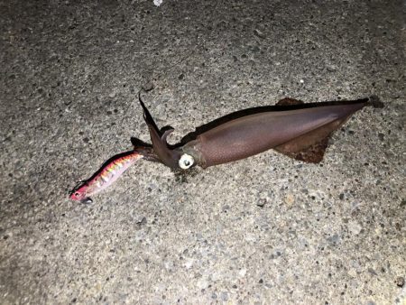 アオリイカ キロアップ