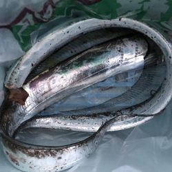 またまた明け方だけ。