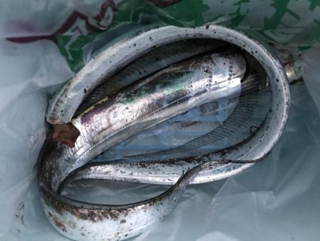 またまた明け方だけ。