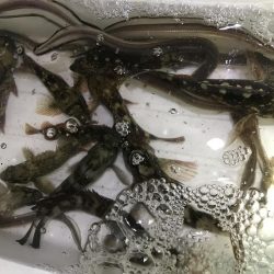 ライトゲームと投げ釣り