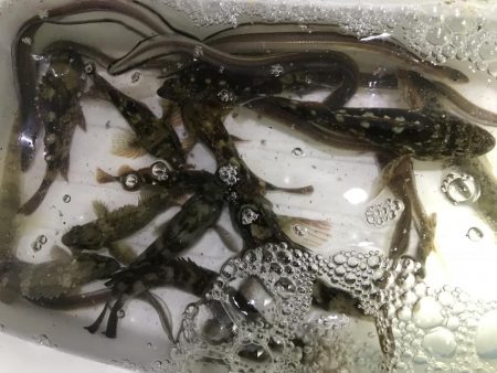 ライトゲームと投げ釣り