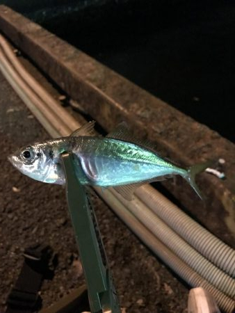 アジングのつもりが、、、