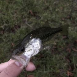 この時期でも小さいのは簡単