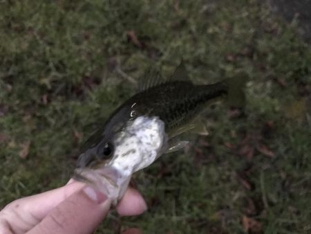 この時期でも小さいのは簡単