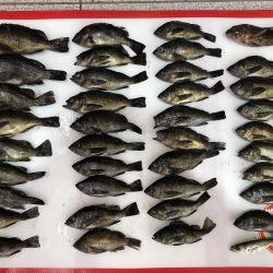 鳥取メバリング