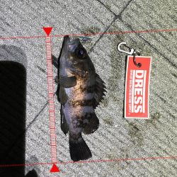 久しぶりのメバリング