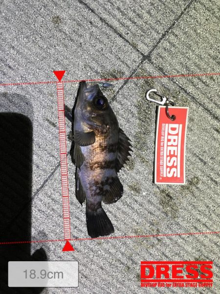 久しぶりのメバリング