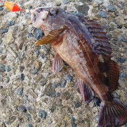 穴釣り　ガシラ&アイナメ