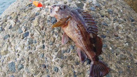 穴釣り　ガシラ&アイナメ